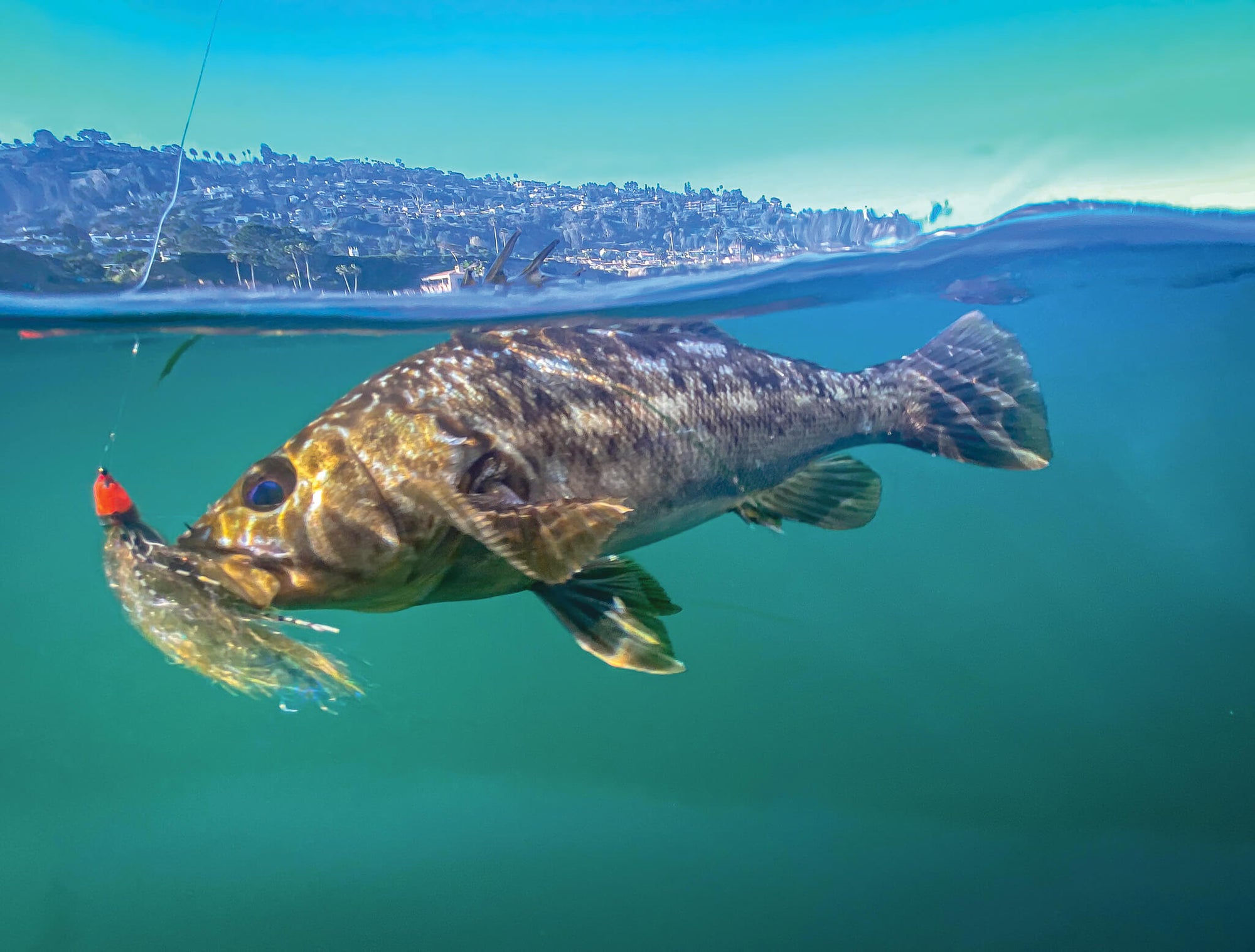 A fish going after a lure underwater. 