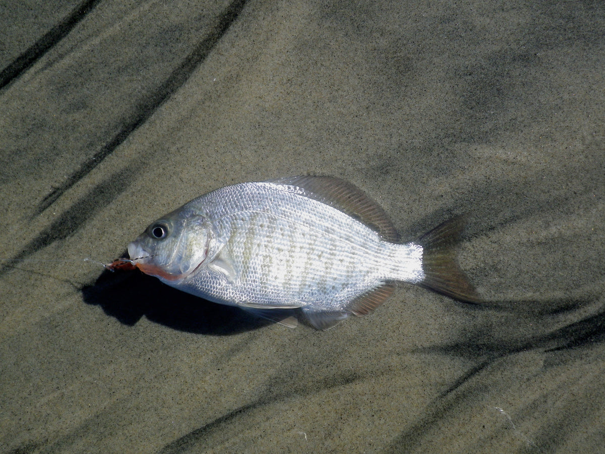 Barred Perch in the Southern California Surf