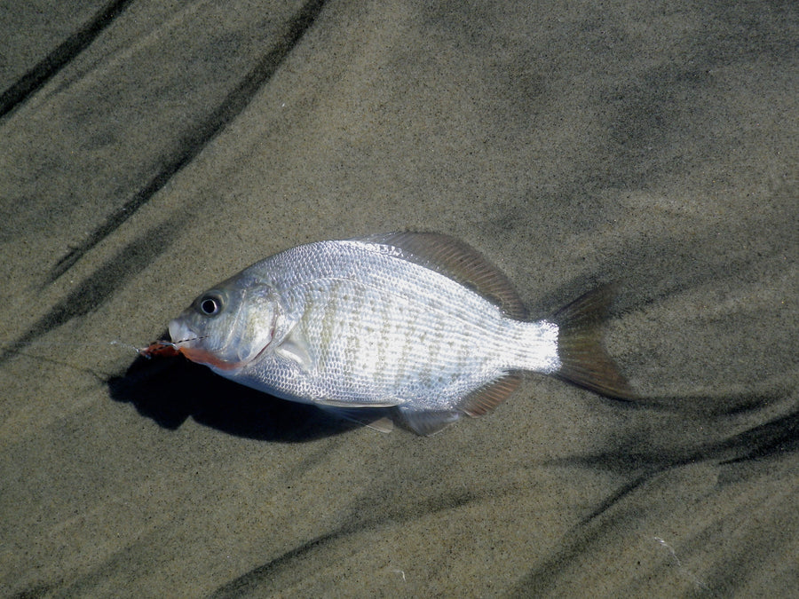 Barred Perch in the Southern California Surf