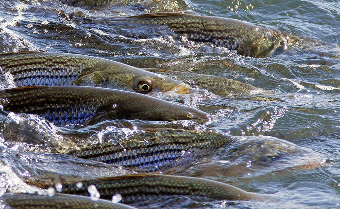 Northeast Striped Bass Report - July 4th Weekend