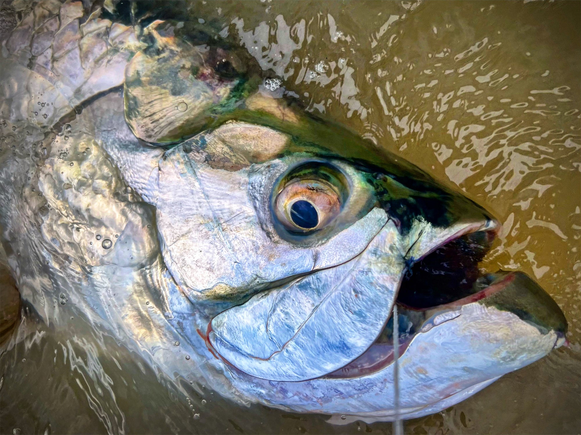 Relentlessly Determined - Fly Fishing for Giant Tarpon