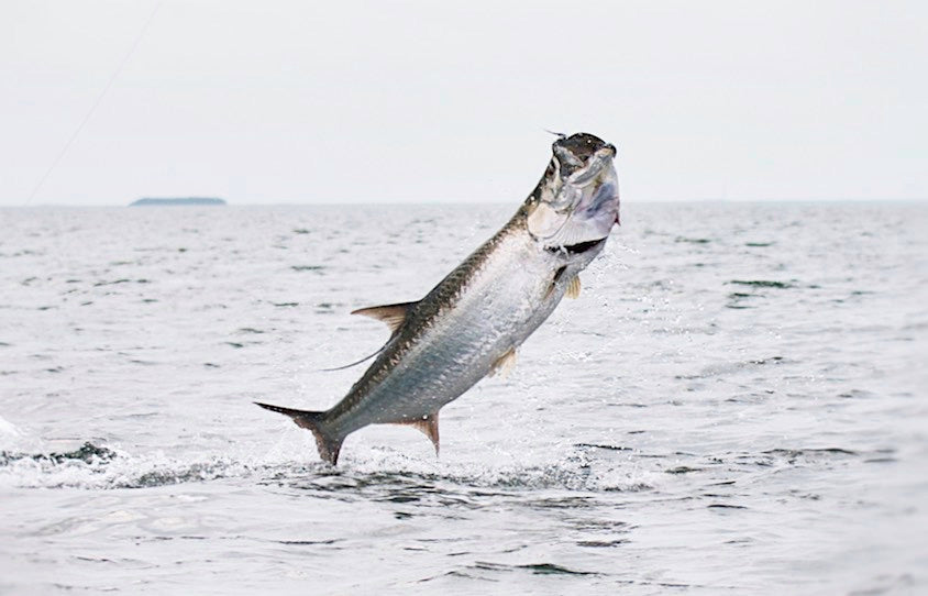 Tarpon jumping out of the water