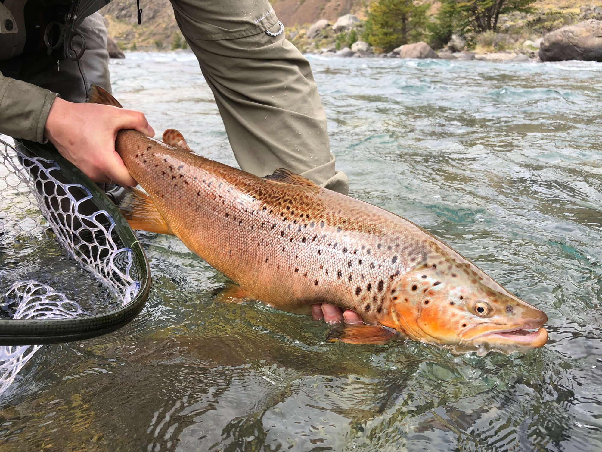 Outstretched hands holding onto a salmon slightly above the water