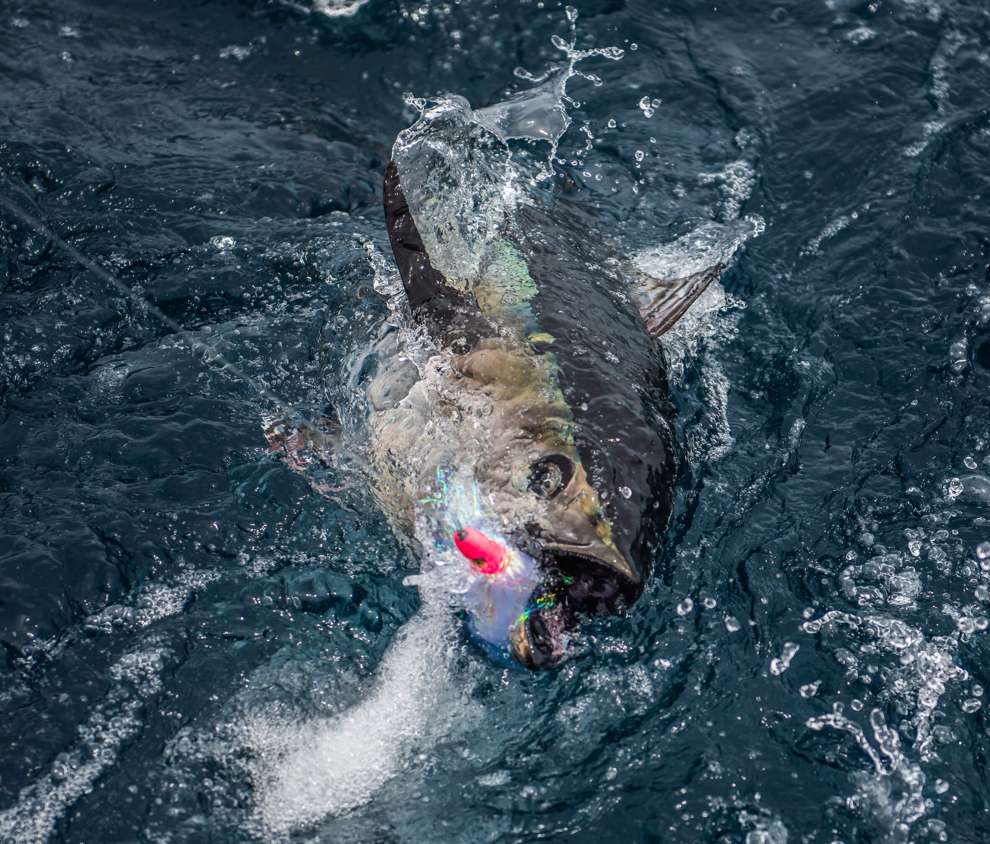 A fish is slightly below water and trying to catch a fishing lure in its mouth 