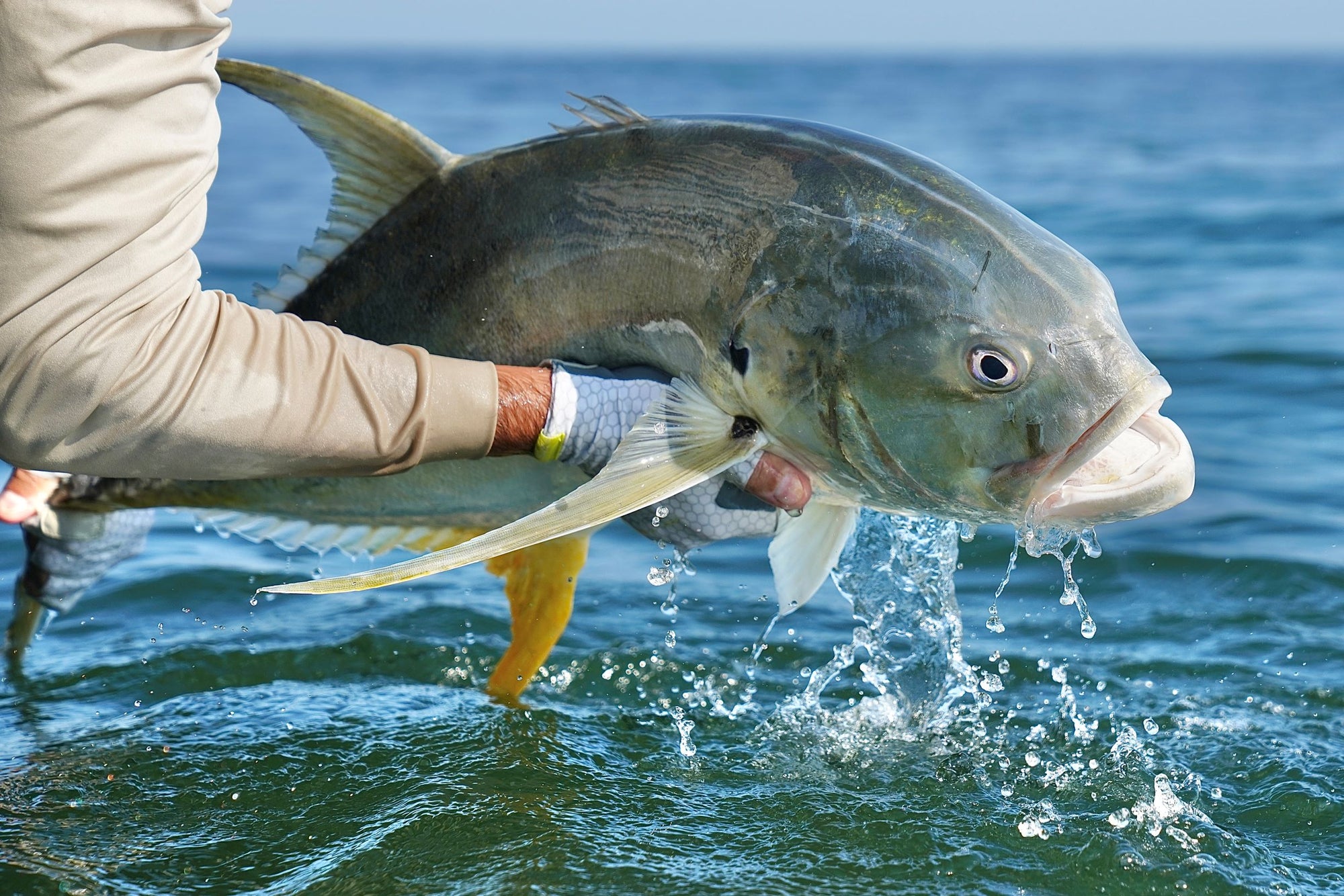 A pair of outstretched hands holding up a fish slightly above the water. 