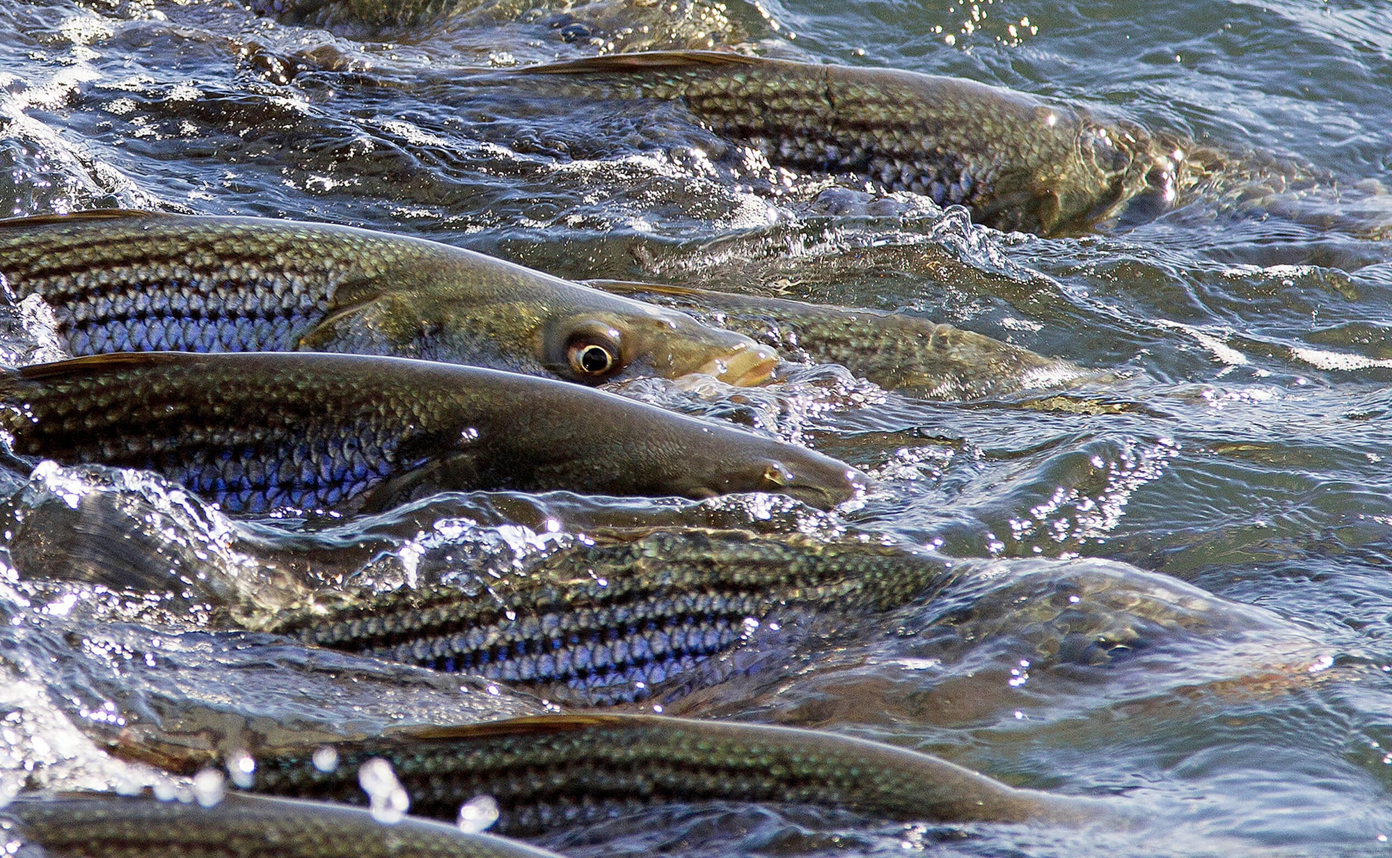 Bass emerging out of water.