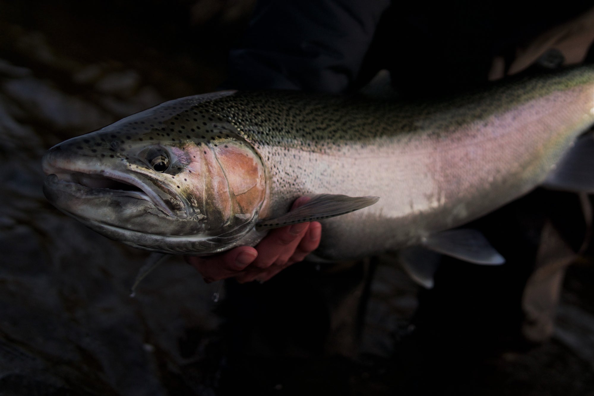 Short Belly Spey